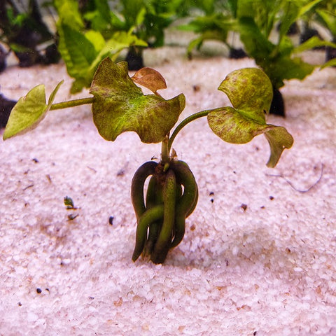 L129 Banana Nymphoides Aquatica Lily