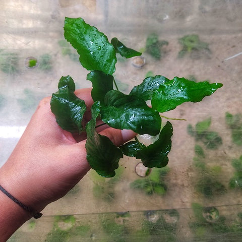 L155 Anubias Barteri Var Nana (Wrinkle Leave) 9-10cm