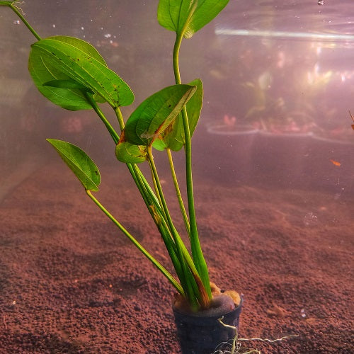 L162P Echinodorus Ozelot Green - Pot