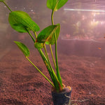 L162P Echinodorus Ozelot Green - Pot