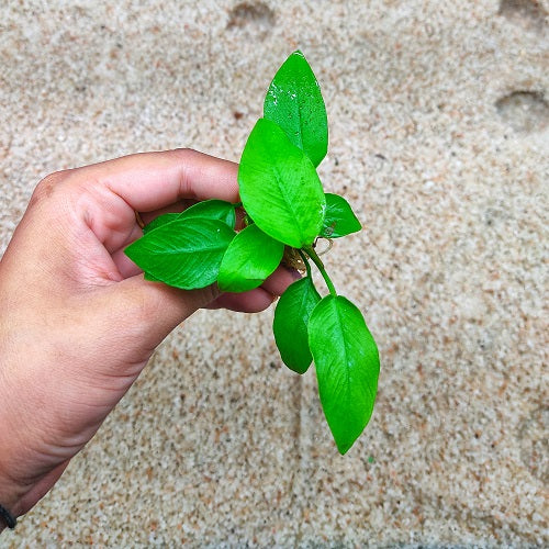L168 Anubias Barteri Var Nana (Golden) 5-7cm