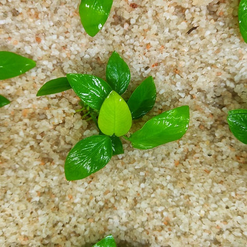 L168 Anubias Barteri Var Nana (Golden) 5-7cm
