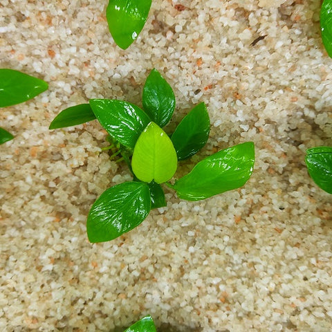 L168 Anubias Barteri Var Nana (Golden) 5-7cm
