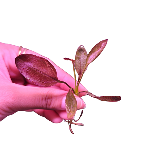 L173 Echinodorus 'Aflame' 4-5cm