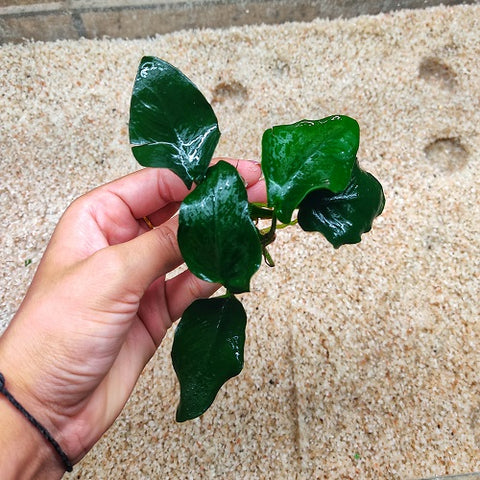 L179 Anubias Barteri Var Nana (Fatty/Thick Leaf) 8-9cm