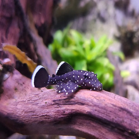 L 183 Pleco 4cm