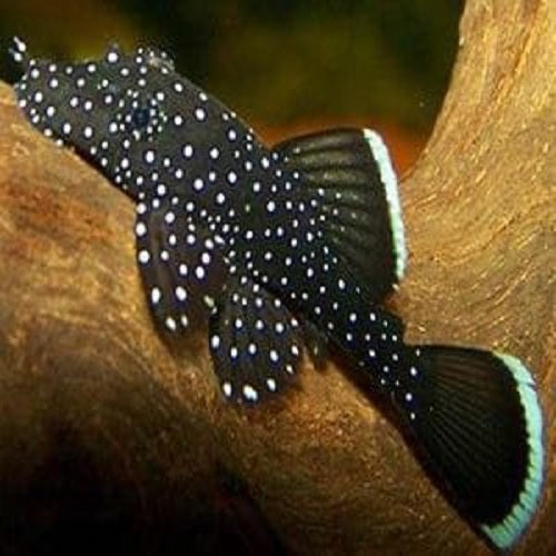 L 183 Pleco 2.5cm