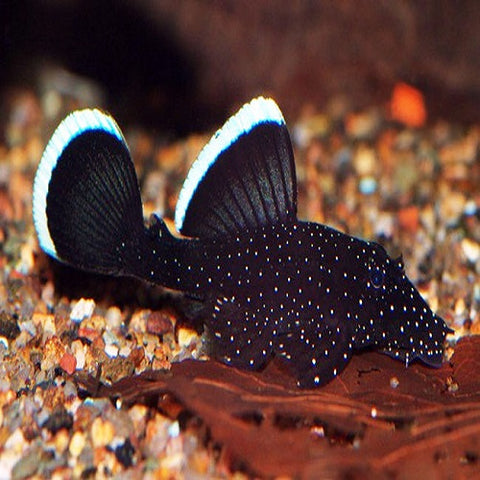 L 183 Pleco 3cm