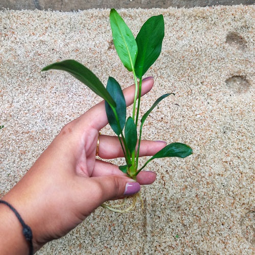 L217 Anubias Hastifolia 15-16cm
