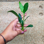 L217 Anubias Hastifolia 15-16cm