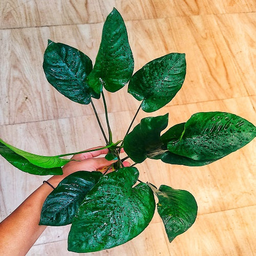 L224 Anubias Barteri Broad Leaf 28-30cm