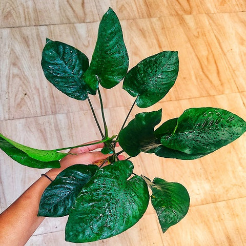 L224 Anubias Barteri Broad Leaf 28-30cm