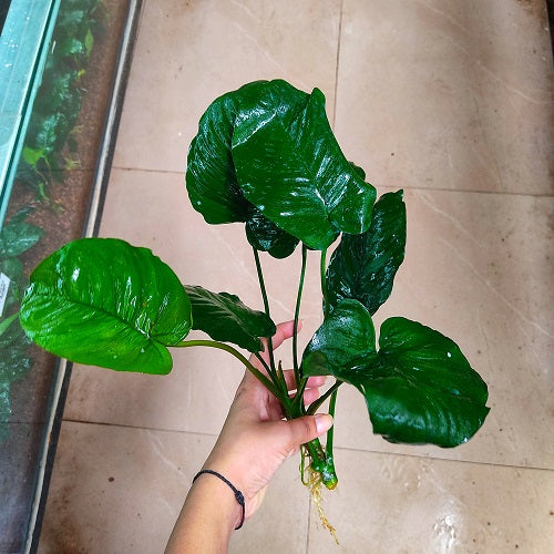 L224 Anubias Barteri Broad Leaf 28-30cm