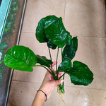 L224 Anubias Barteri Broad Leaf 28-30cm