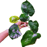 L224 Anubias Barteri Broad Leaf 29-30cm