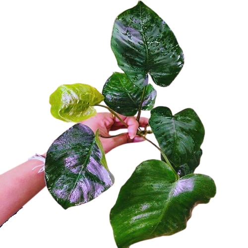 L224 Anubias Barteri Broad Leaf 29-30cm