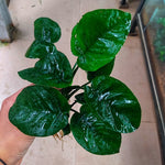 L254 Anubias Barteri Butterfly 14-16cm