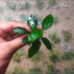 L268 Anubias Barteri Var Nana (Long Wavy) 6-8cm