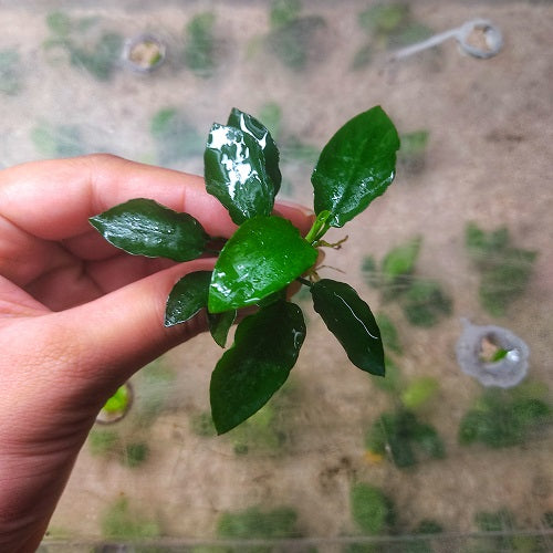 L268 Anubias Barteri Var Nana (Long Wavy) 6-8cm