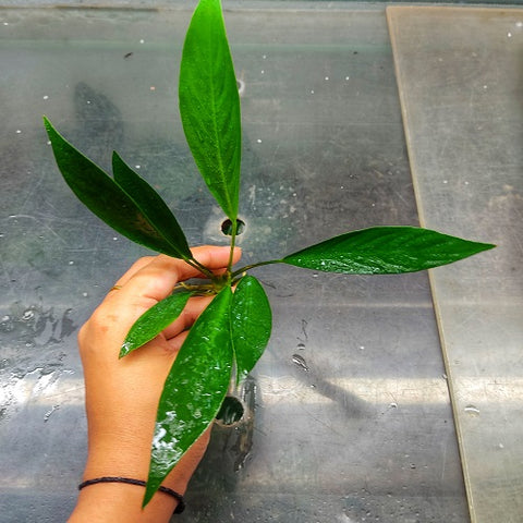 L280 Anubias Barteri Var Glabra 14-15cm