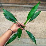 L280 Anubias Barteri Var Glabra 19-21cm