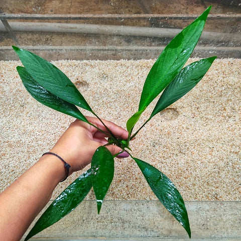 L280 Anubias Barteri Var Glabra 19-21cm