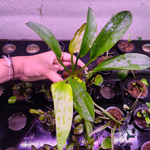L283 Echinodorus Red Diamond 17-18cm IMP