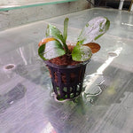 L291 Echinodorus 'Hadi Red Pearl' 5-6cm