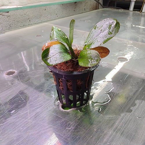 L291 Echinodorus 'Hadi Red Pearl' 5-6cm