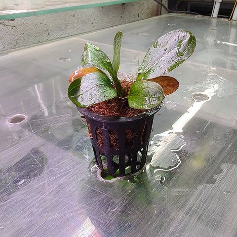 L291 Echinodorus 'Hadi Red Pearl' 5-6cm