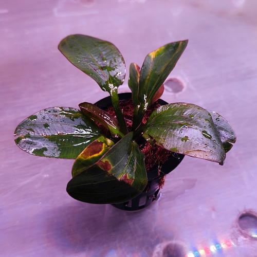 L291 Echinodorus 'Hadi Red Pearl' 7-8cm