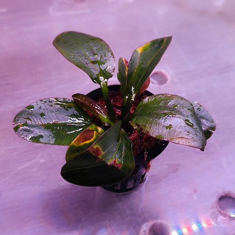 L291 Echinodorus 'Hadi Red Pearl' 7-8cm