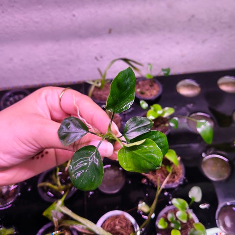 L293 Anubias Barteri Petite Round (Golden Coin) 5-7cm