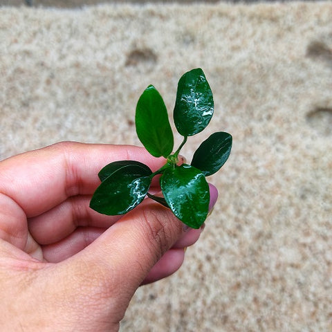 L307 Anubias Barteri Var Nana (Petite) 3cm