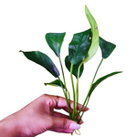 L316 Anubias Congensis - [L] 22-23cm