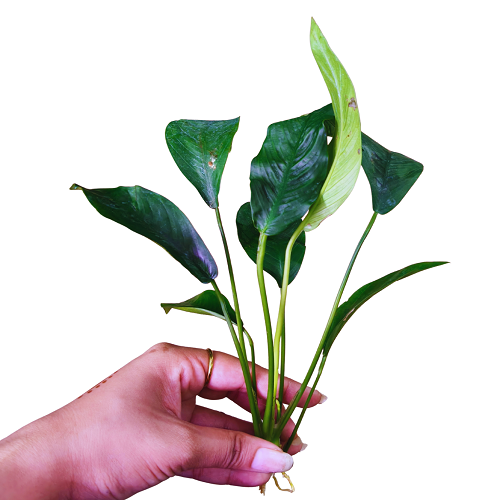 L316 Anubias Congensis - [L] 22-23cm