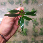 L346 Anubias Congensis Mini 11-12cm