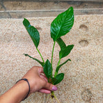 L355 Anubias Heterophylla - [L] 29-31cm