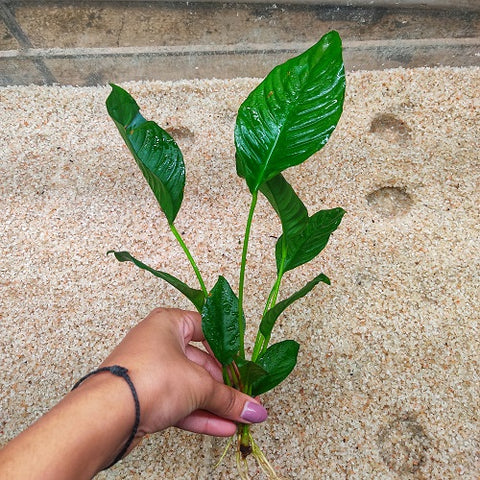 L355 Anubias Heterophylla - [L] 29-31cm