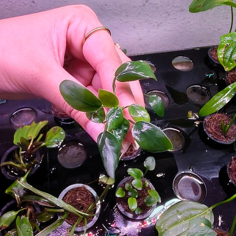 L359 Anubias Nana Bonsai 3-5cm