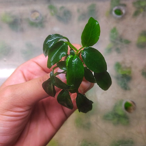 L359 Anubias Nana Bonsai 4-5cm
