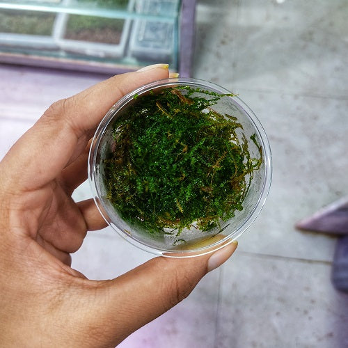 L370 Vesicularia Sp Christmas TC IMP