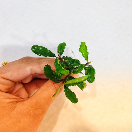 L400 Bucephalandra Green Wavy 4-5cm (APC)