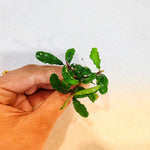 L400 Bucephalandra Green Wavy 4-5cm (APC)