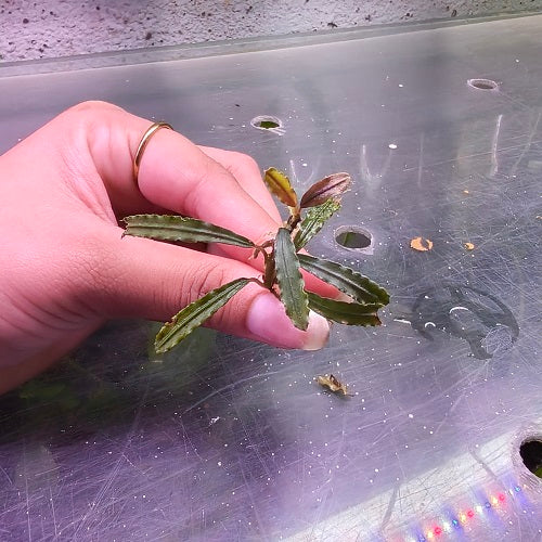 L431 Bucephalandra Sp. Titan 4-6cm