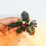 L441 Bucephalandra Brownie Purple 5-6cm (APC)