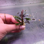 L441 Bucephalandra Sp. 'Brownie Purple' 4-5cm
