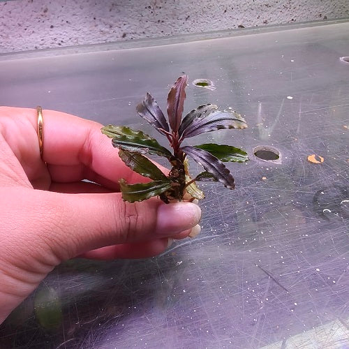L441 Bucephalandra Sp. 'Brownie Purple' 4-5cm