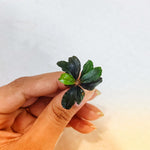 L456 Bucephalandra Kapuas Brownie 3-4cm (APC)