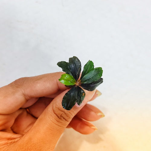L456 Bucephalandra Kapuas Brownie 3-4cm (APC)